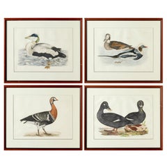 Vintage Prideaux John Selby, England, Set of 4 Hand Colored Restrike Prints of Waterfowl