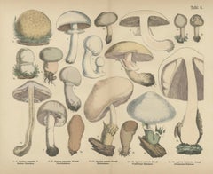 Agaricus Mushrooms – Antique Botanical Lithograph, German Mycology 1885