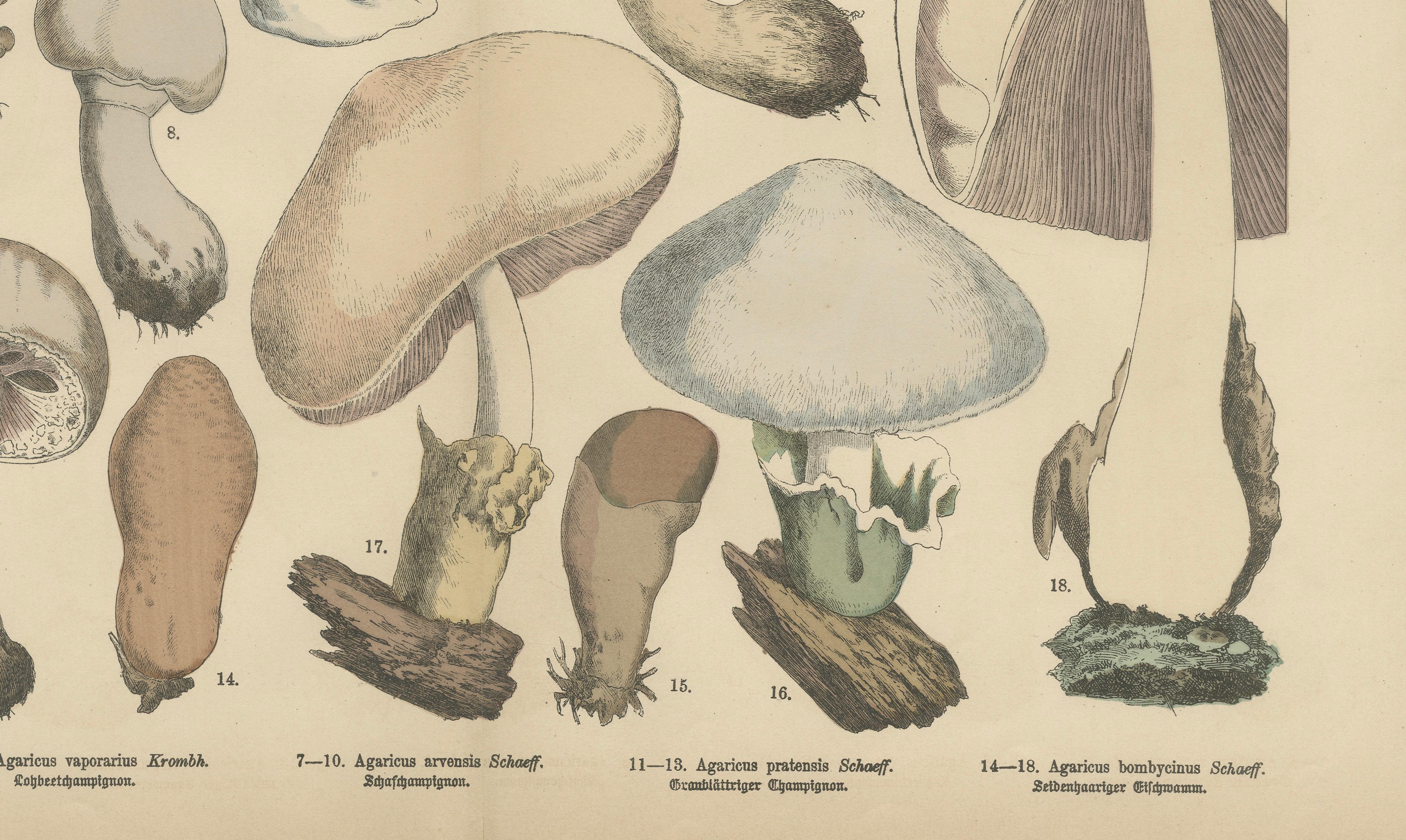 Agaricus Mushrooms – Antique Botanical Lithograph, German Mycology 1885