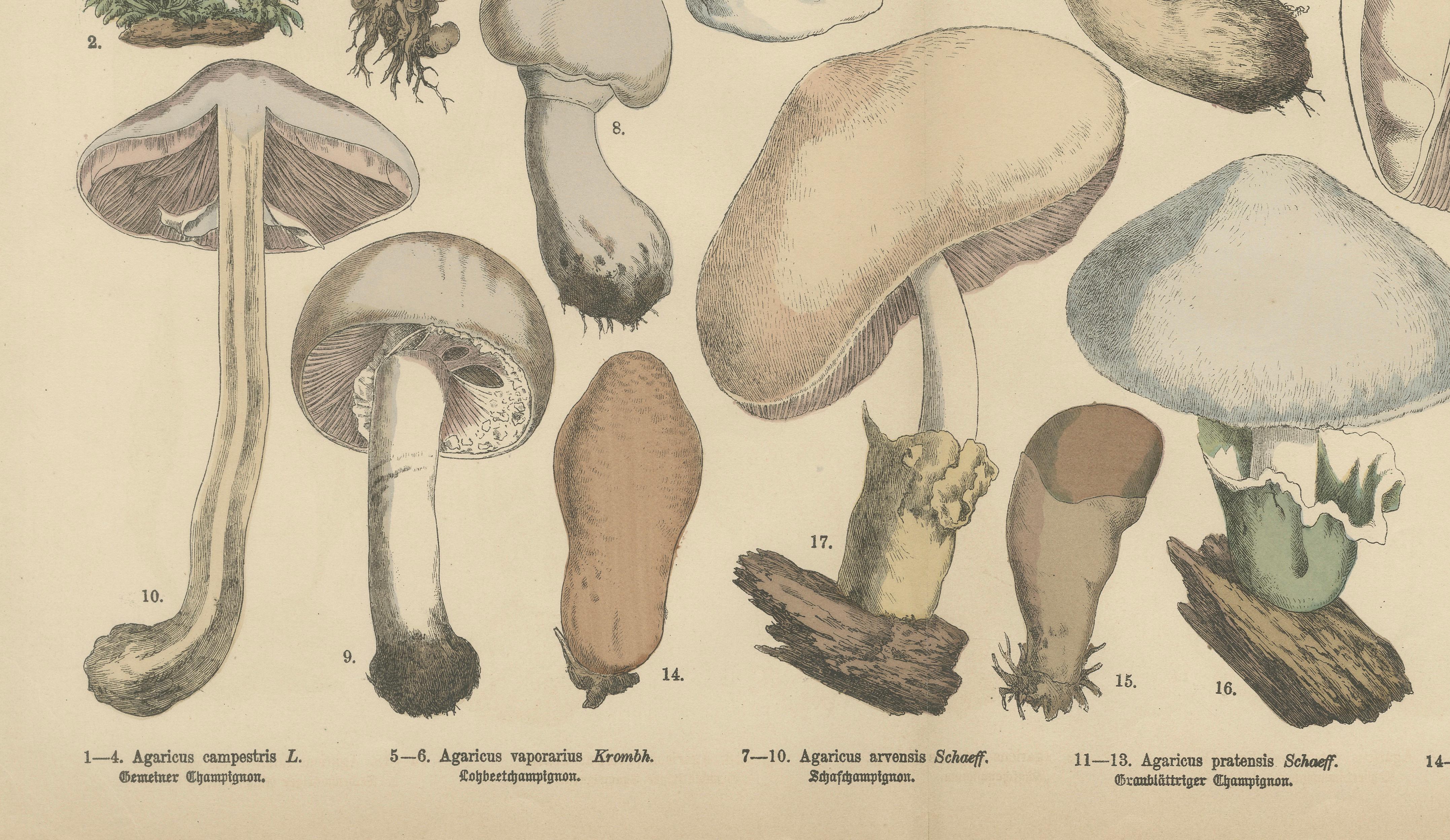 Agaricus Mushrooms – Antique Botanical Lithograph, German Mycology 1885