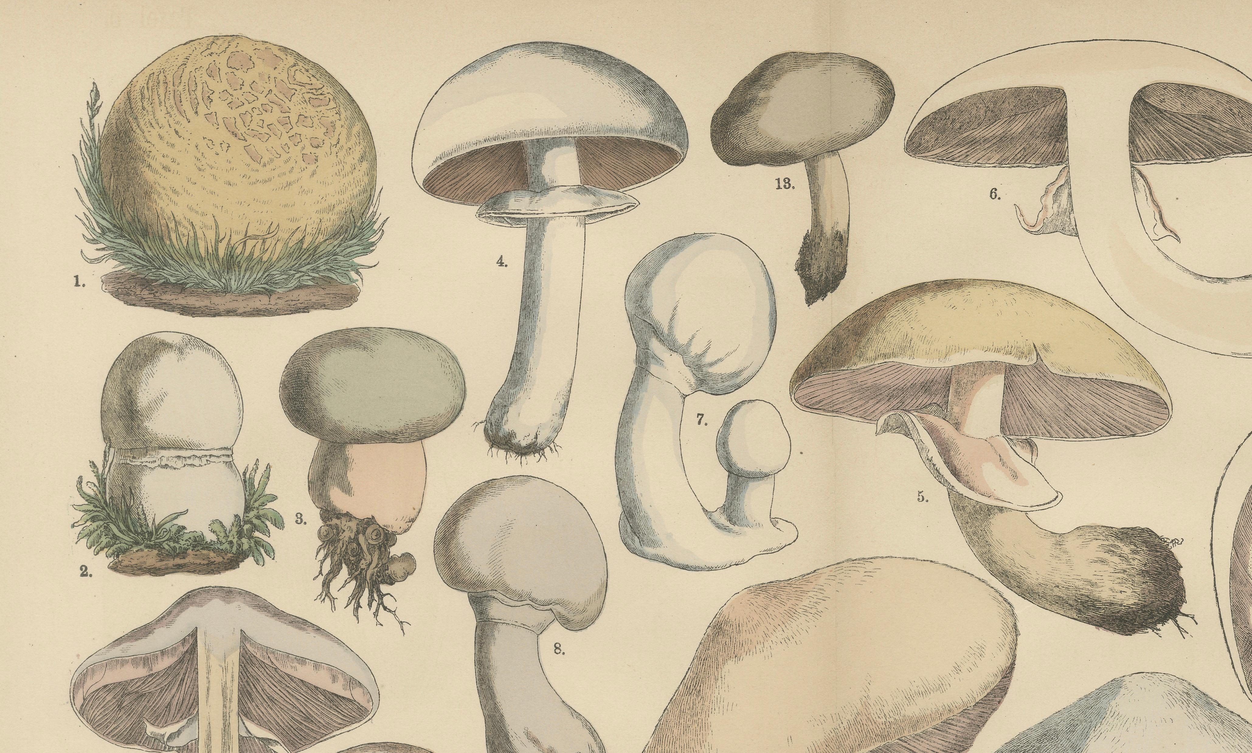 Agaricus Mushrooms – Antique Botanical Lithograph, German Mycology 1885