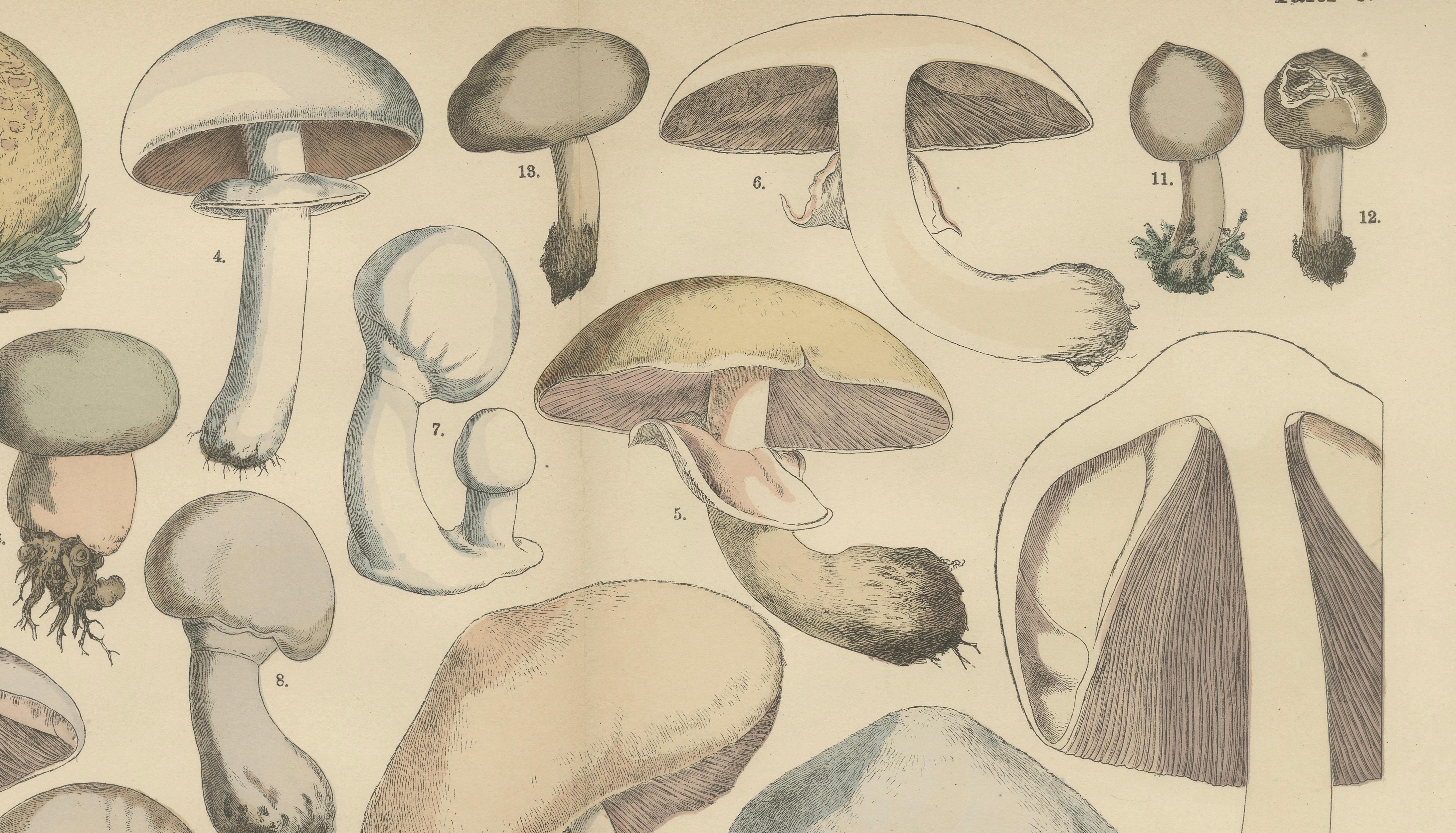 Agaricus Mushrooms – Antique Botanical Lithograph, German Mycology 1885