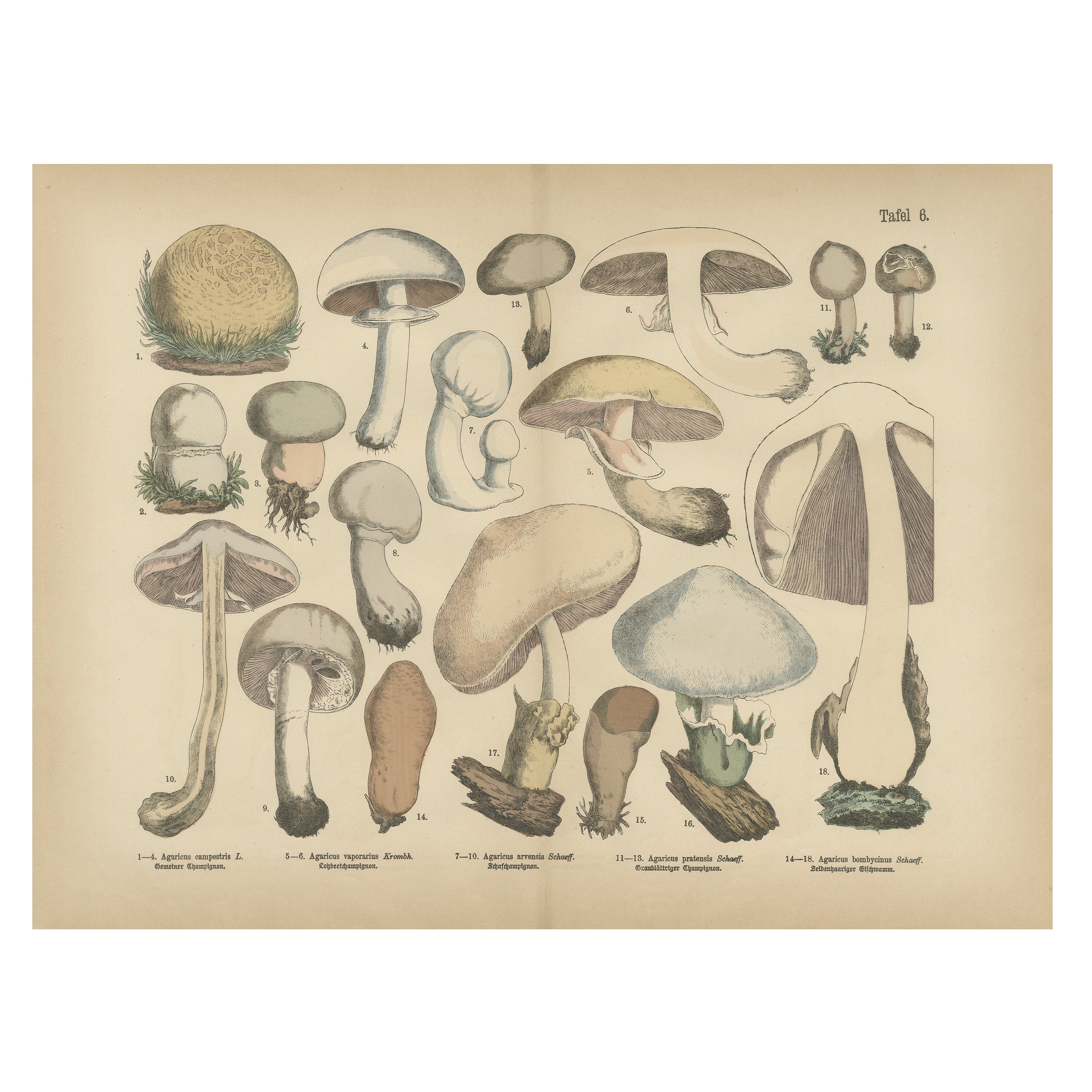 Champignons Agaricus - Lithographie botanique ancienne, Mycologie allemande 1885