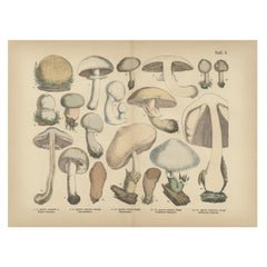 Agaricus Mushrooms – Antique Botanical Lithograph, German Mycology 1885