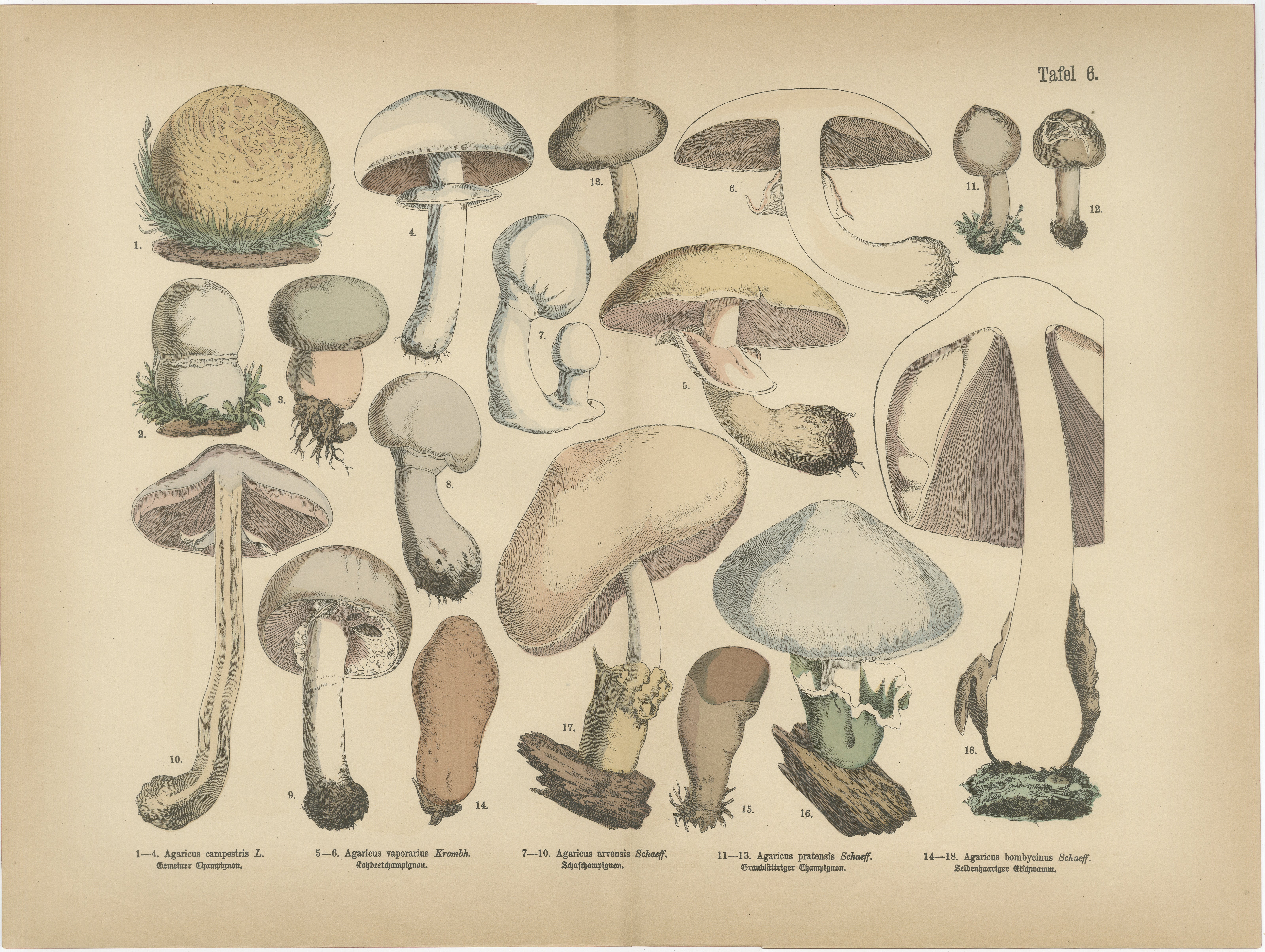 Agaricus Mushrooms – Antique Botanical Lithograph, German Mycology 1885