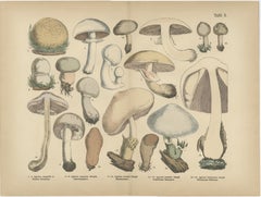 Agaricus Mushrooms – Antique Botanical Lithograph, German Mycology 1885