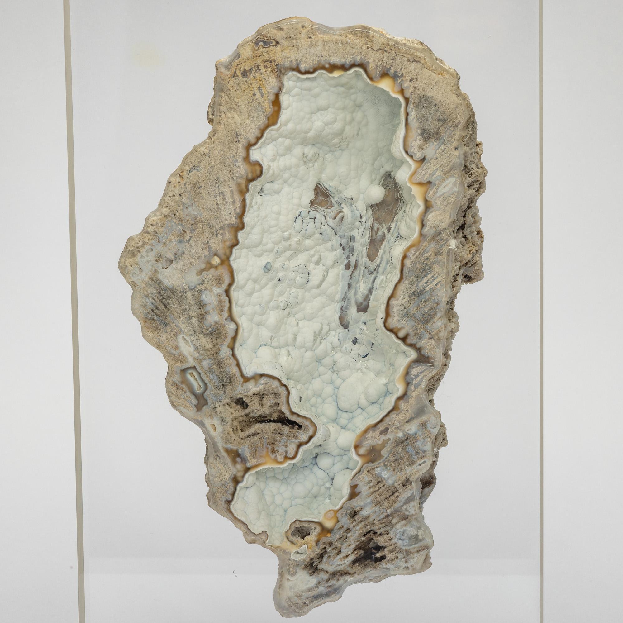 Agatized fossil Coral mounted on custom acrylic display, Oligocene era In New Condition For Sale In Polanco, CDMX