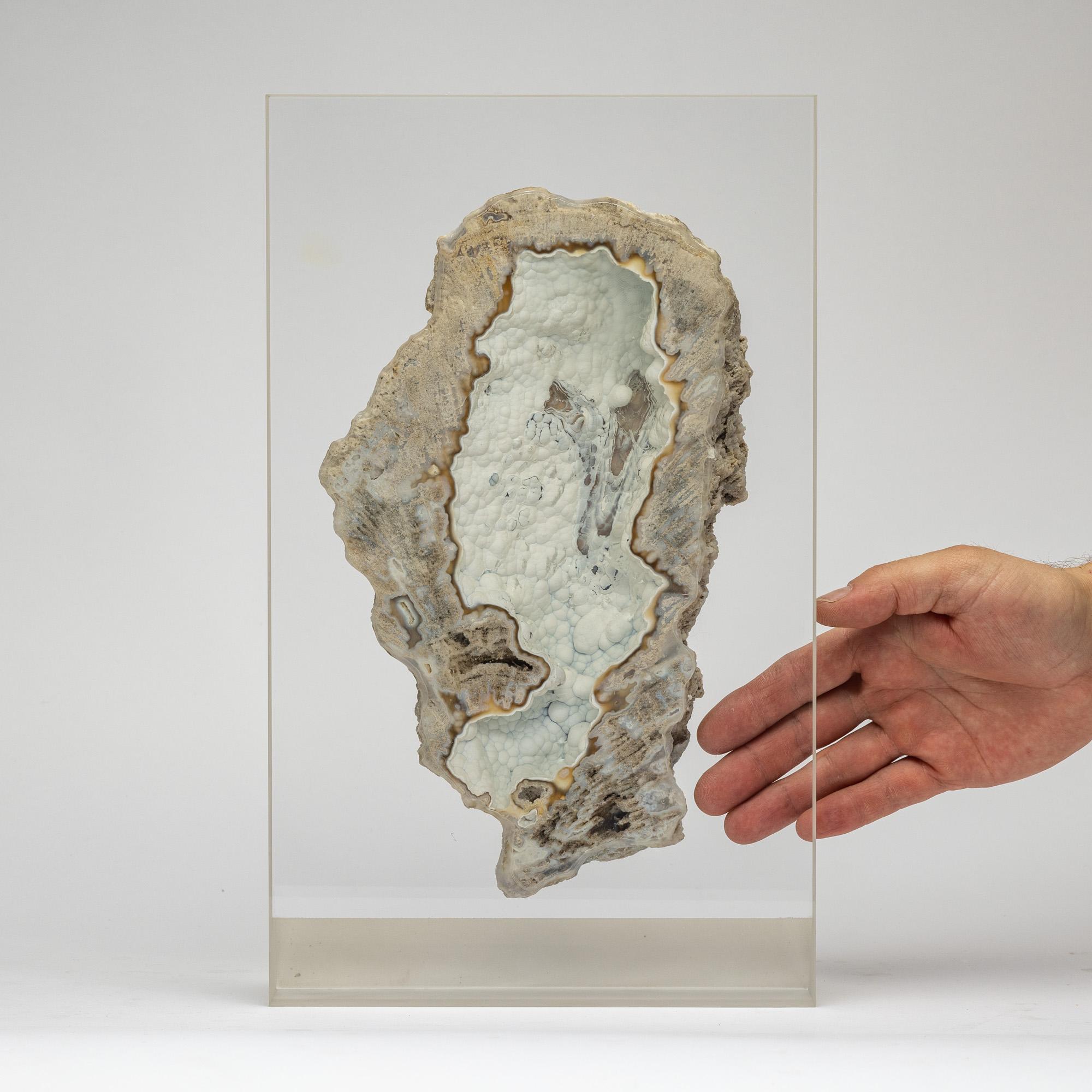 Acrylic Agatized fossil Coral mounted on custom acrylic display, Oligocene era For Sale