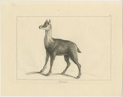 Agile Chamois or Mountain Goat Antilope: A Detailed Etching - circa 1740
