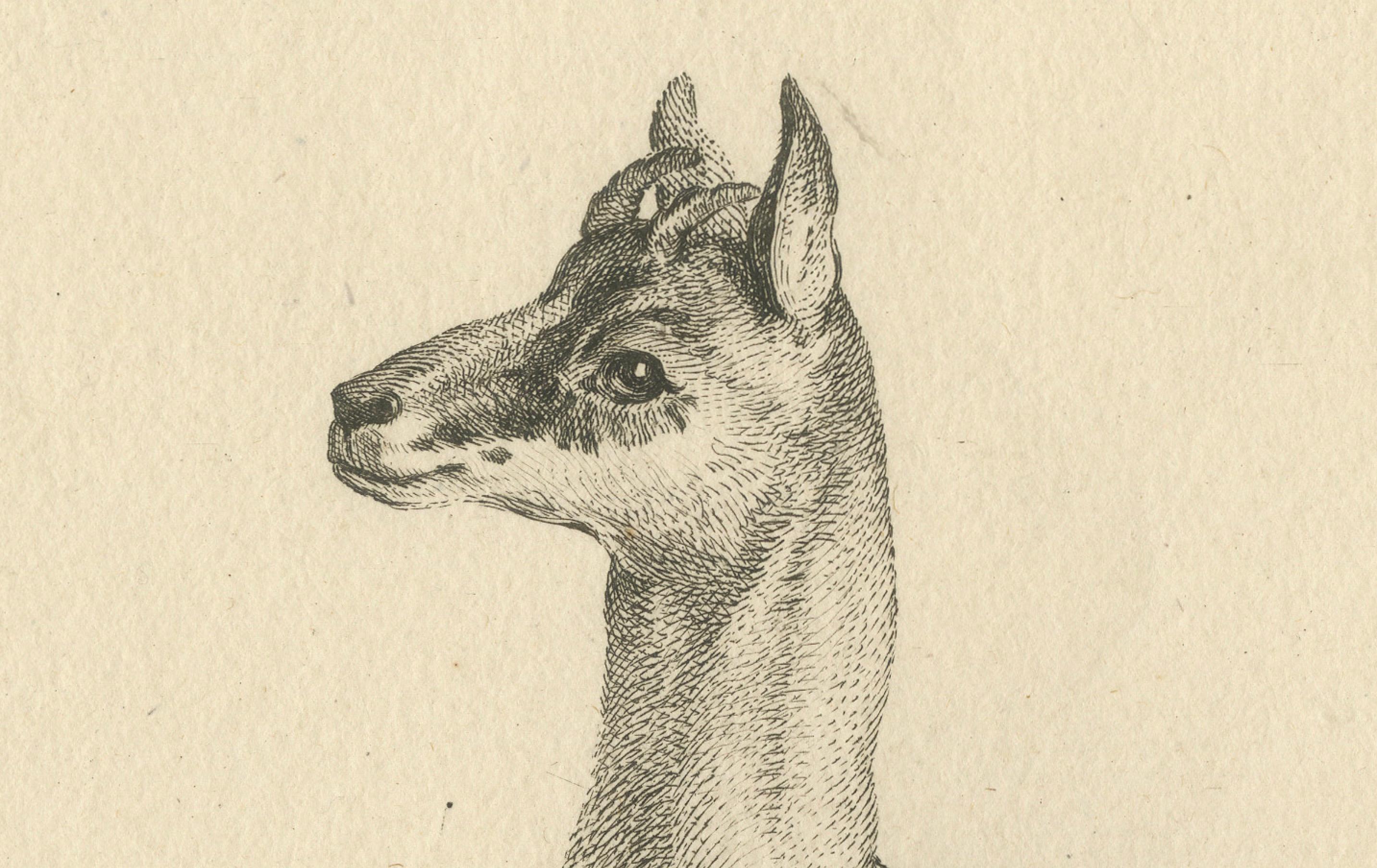 Gamuza Ágil o Antilope de Cabra Montés: Un grabado detallado - hacia 1740 en Bueno estado para la venta en Langweer, NL