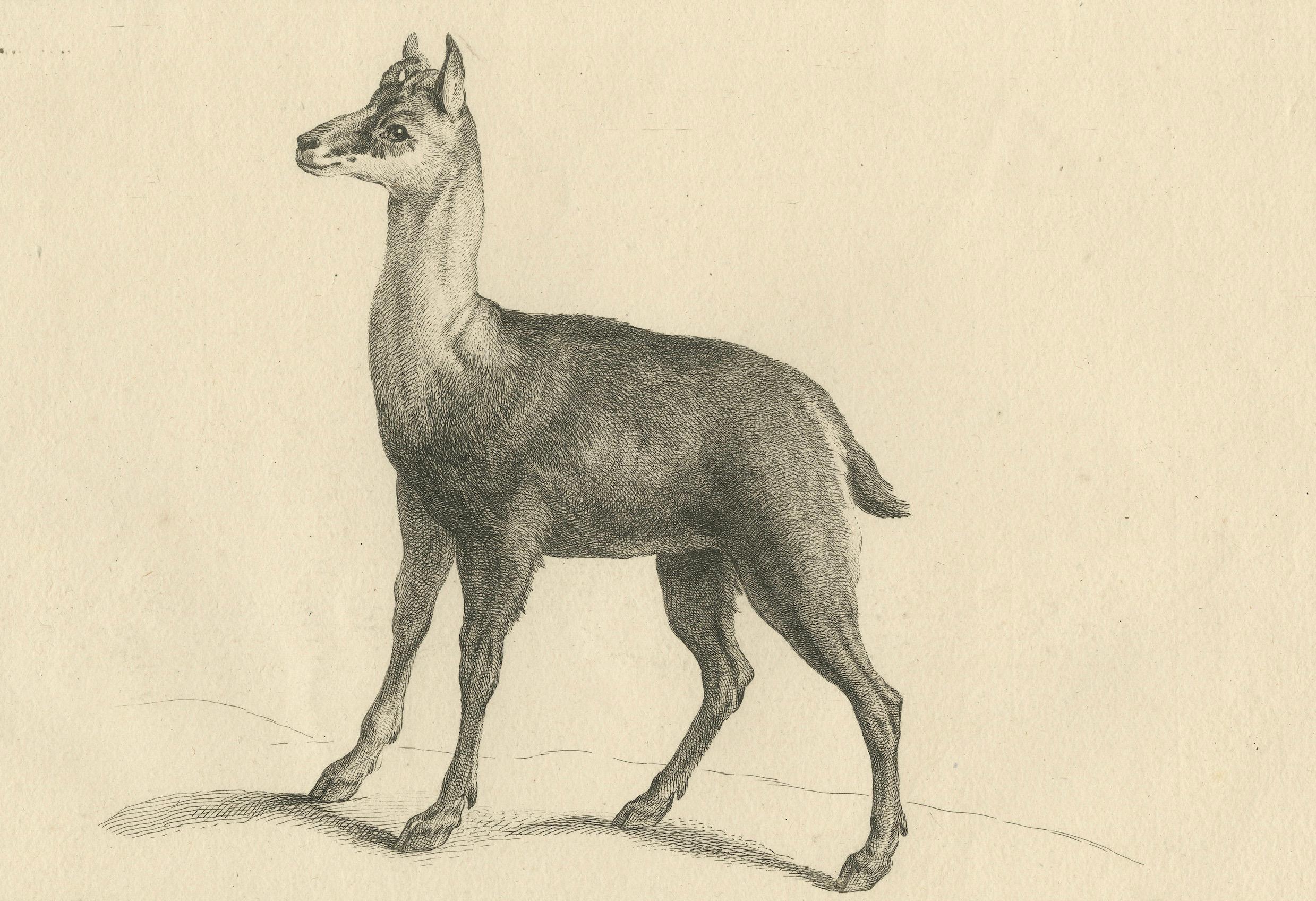 Gamuza Ágil o Antilope de Cabra Montés: Un grabado detallado - hacia 1740 mediados del siglo XVIII en venta