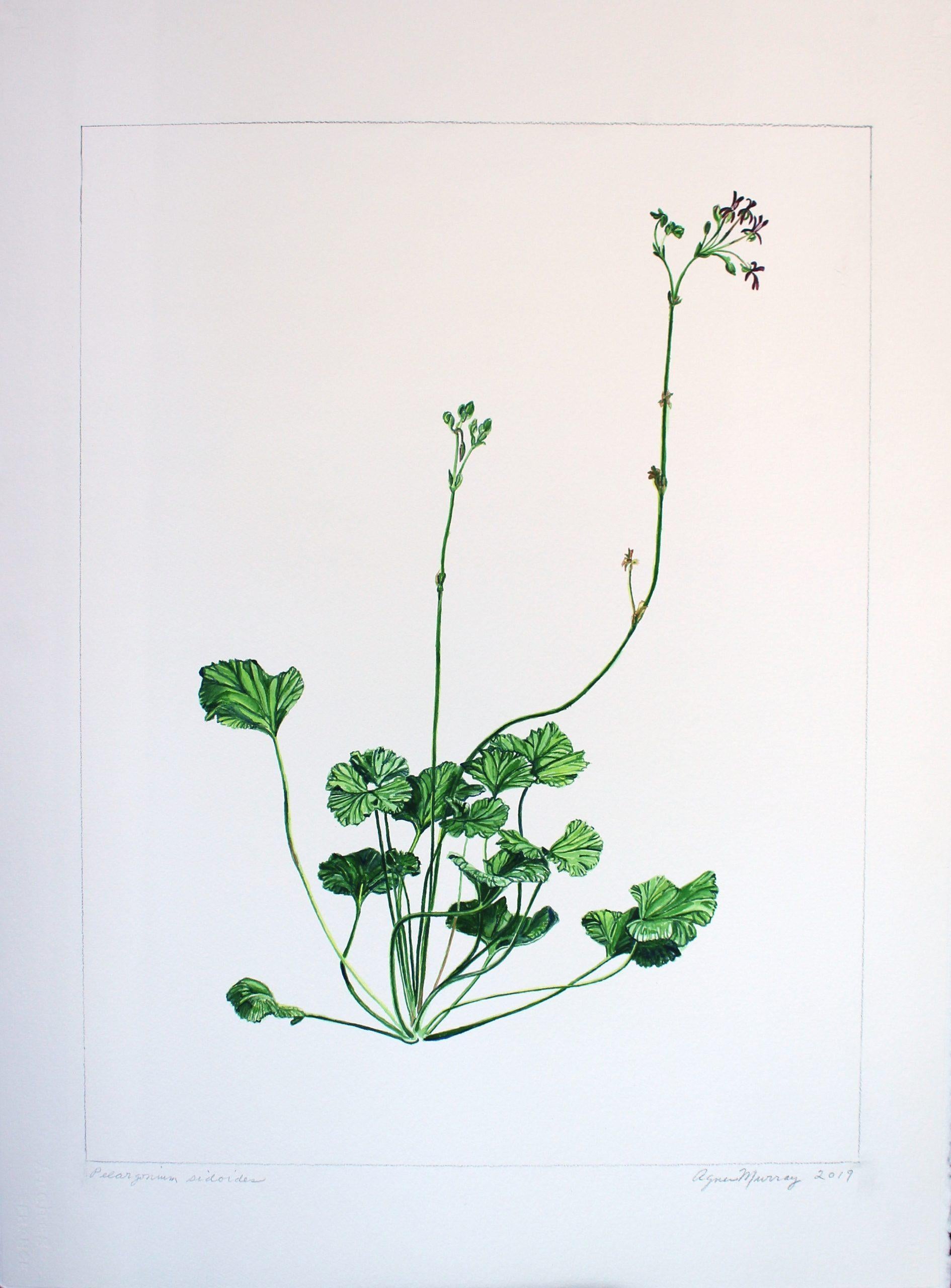 Agnes Murray Still-Life Painting - "Pelargonium sidoides”, Botanical Watercolor of a Scented Geranium
