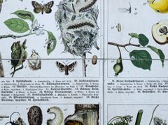 Agriculturally Useful or Harmful Insects, Vintage Wall Chart