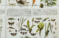 Agriculturally Useful or Harmful Insects, Vintage Wall Chart