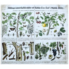 Agriculturally Useful or Harmful Insects, Antique Wall Chart