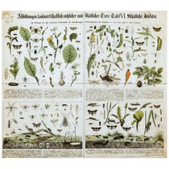 Agriculturally Useful or Harmful Insects, Antique Wall Chart