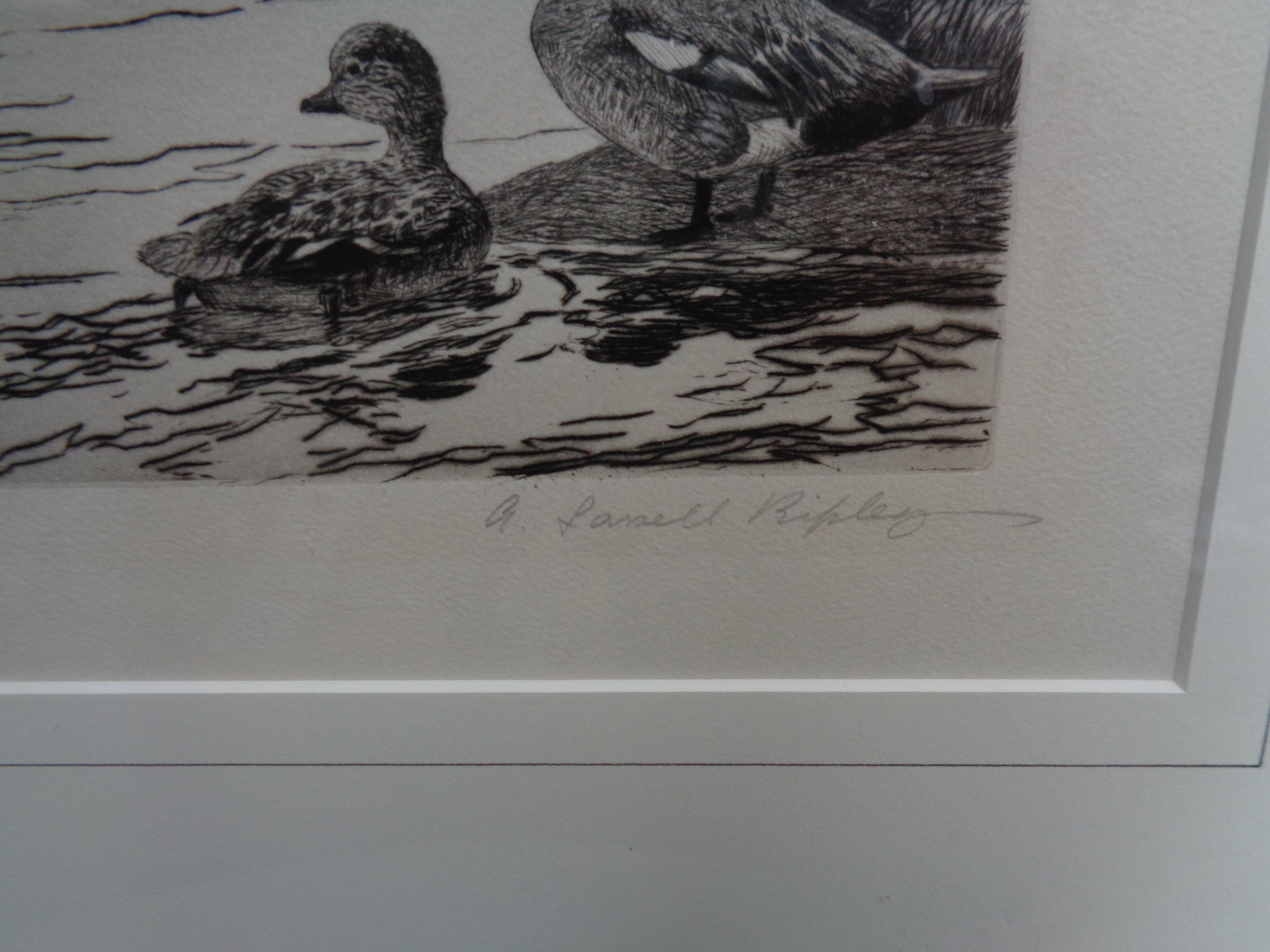 1942 Federal Duck Stamp Etching Aiden Lassell Ripley  American Widgeon 1
