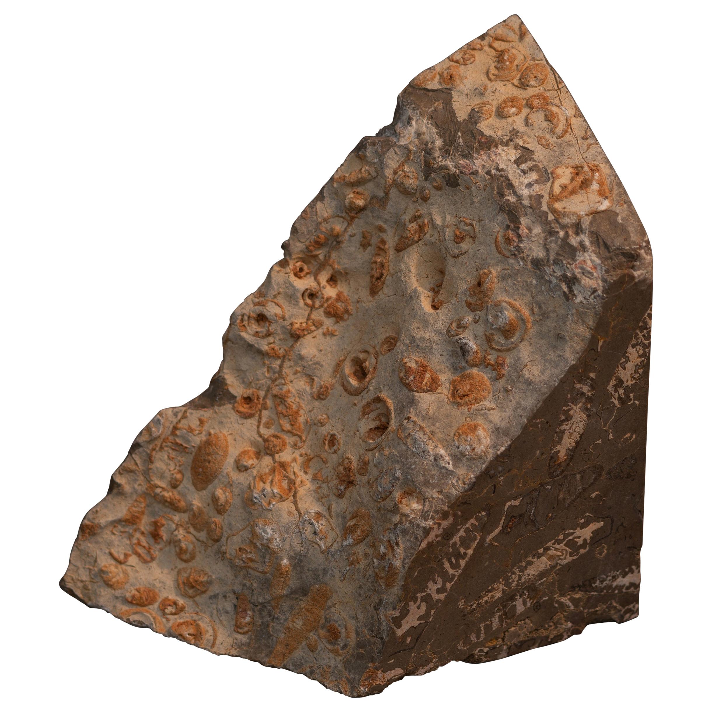 Aina Einzigartige Stella-Buchstütze aus Jura- Fossil-Marmor, einzigartige Kollektion
