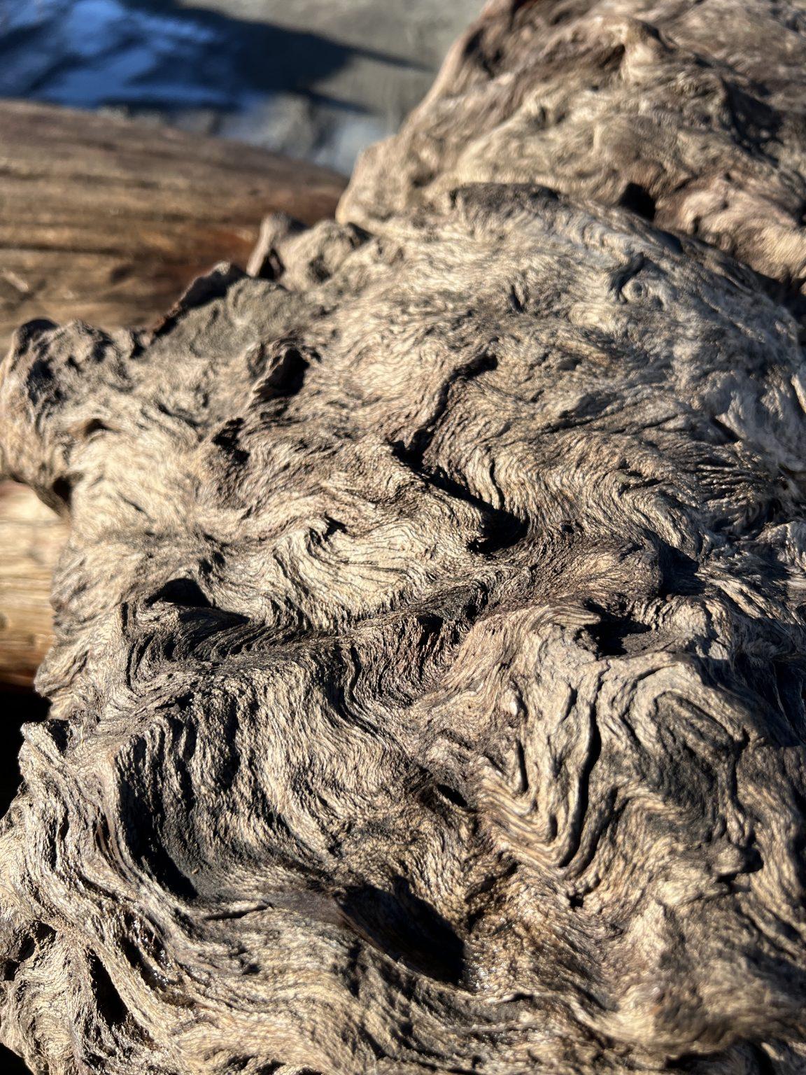 AK250005 Ancient Swamp Kauri Stump For Sale 4