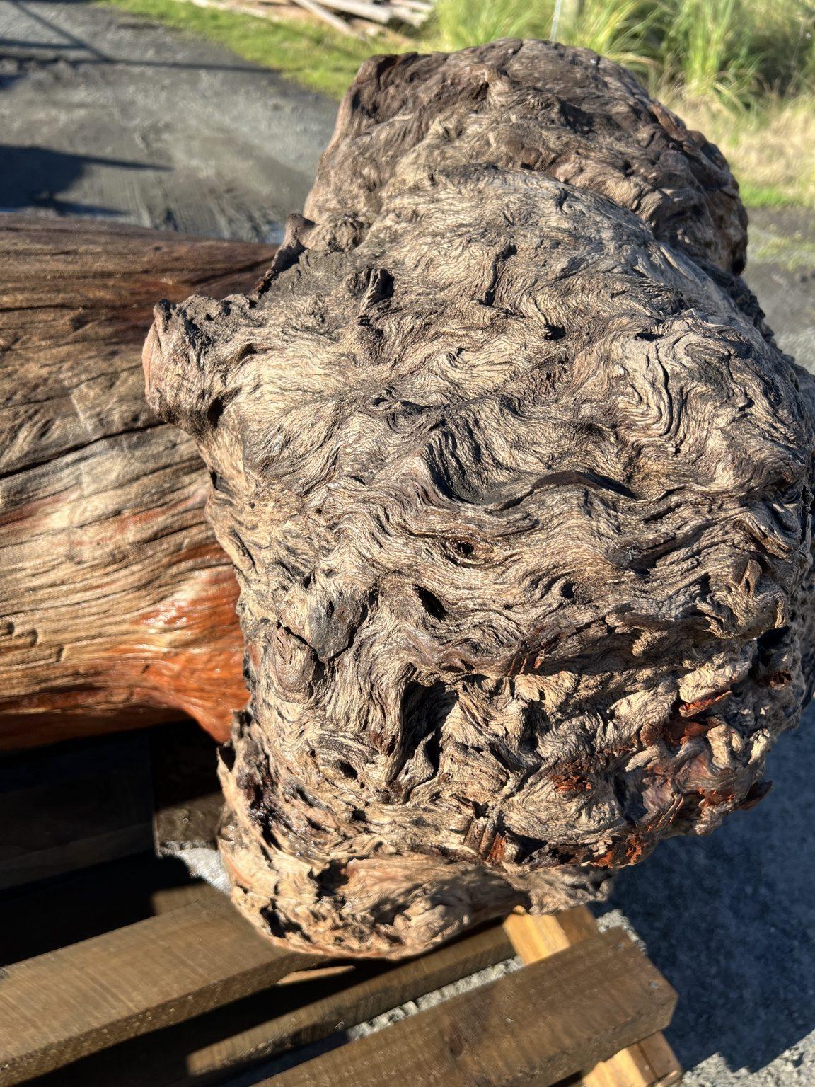 AK250005 Ancient Swamp Kauri Stump For Sale 5