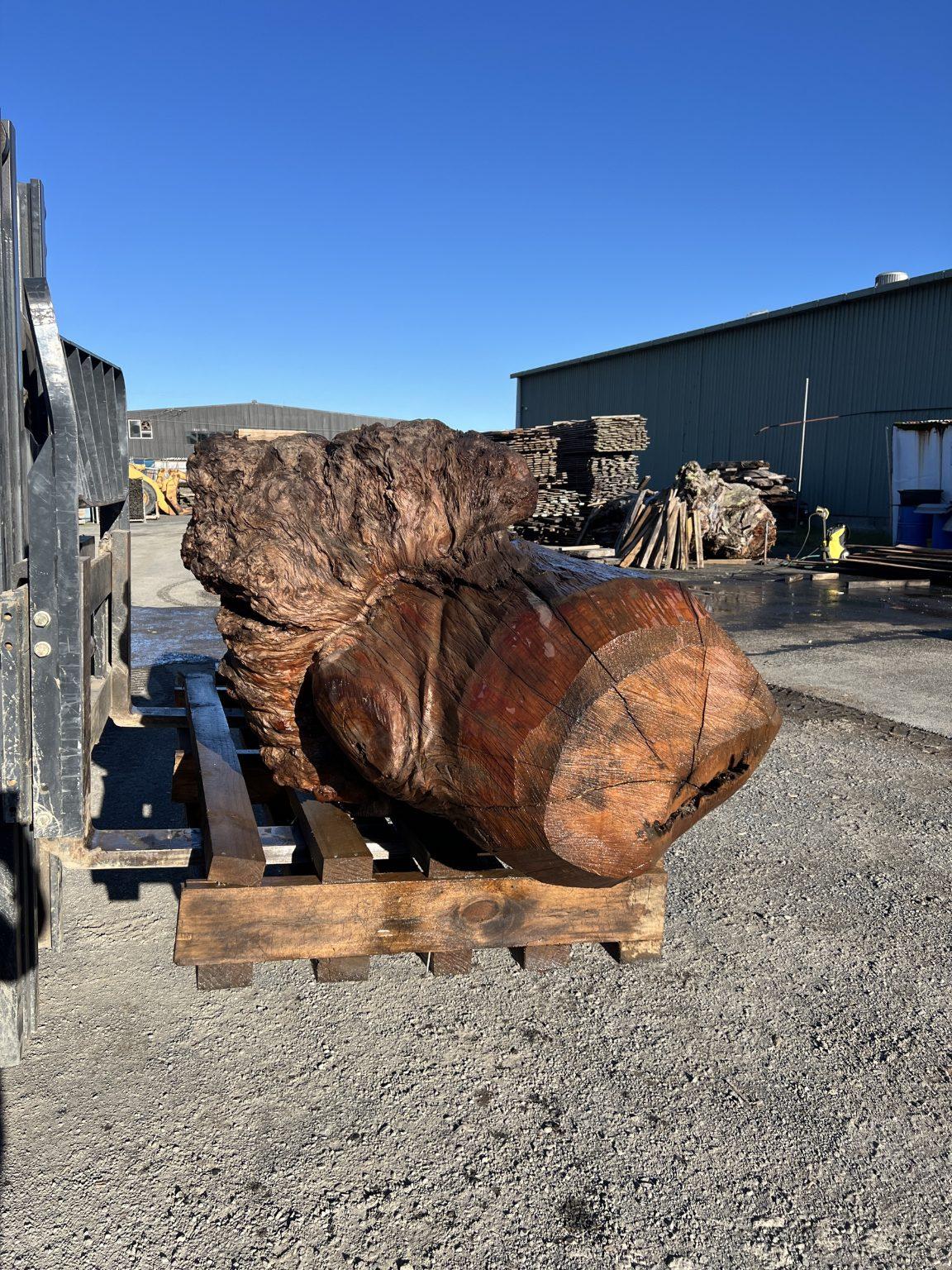 AK250005 Ancient Swamp Kauri Stump For Sale 7