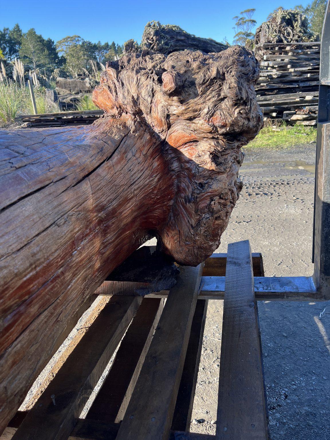 AK250005 Ancient Swamp Kauri Stump For Sale 8