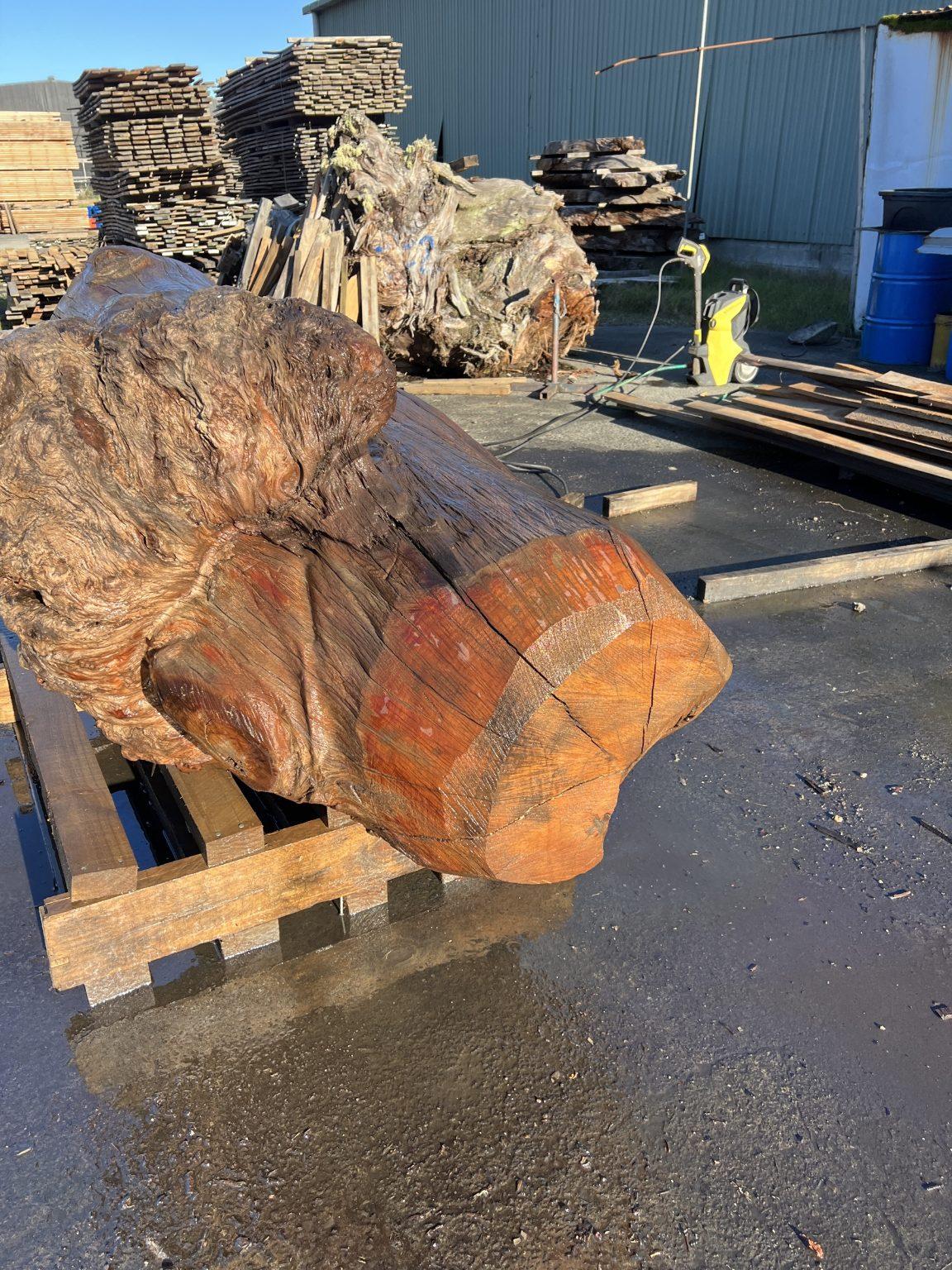 AK250005 Ancient Swamp Kauri Stump For Sale 9