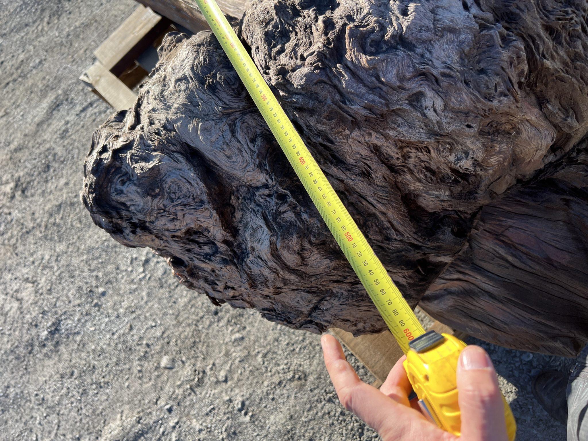 AK250005 Ancient Swamp Kauri Stump In New Condition For Sale In Kumeu, NZ