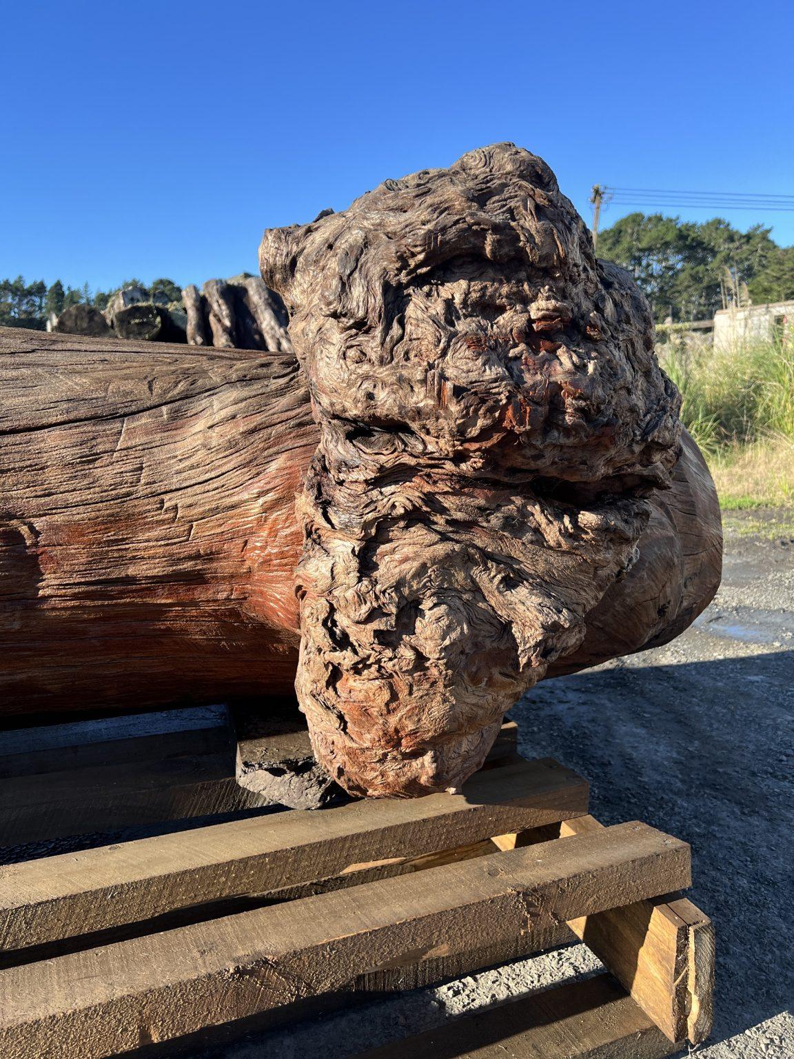 AK250005 Ancient Swamp Kauri Stump For Sale 1