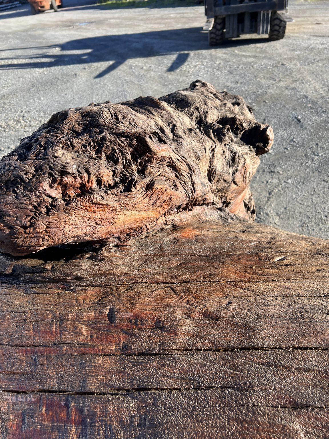 AK250005 Ancient Swamp Kauri Stump For Sale 2
