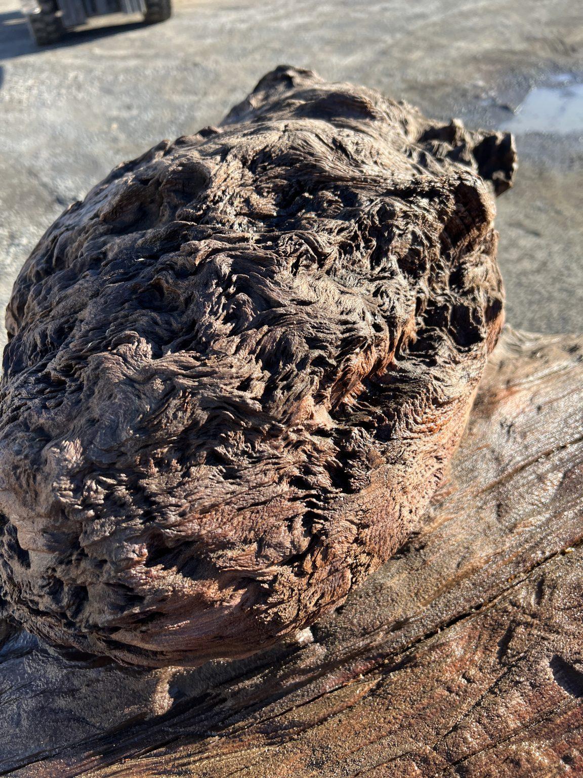 AK250005 Ancient Swamp Kauri Stump For Sale 3