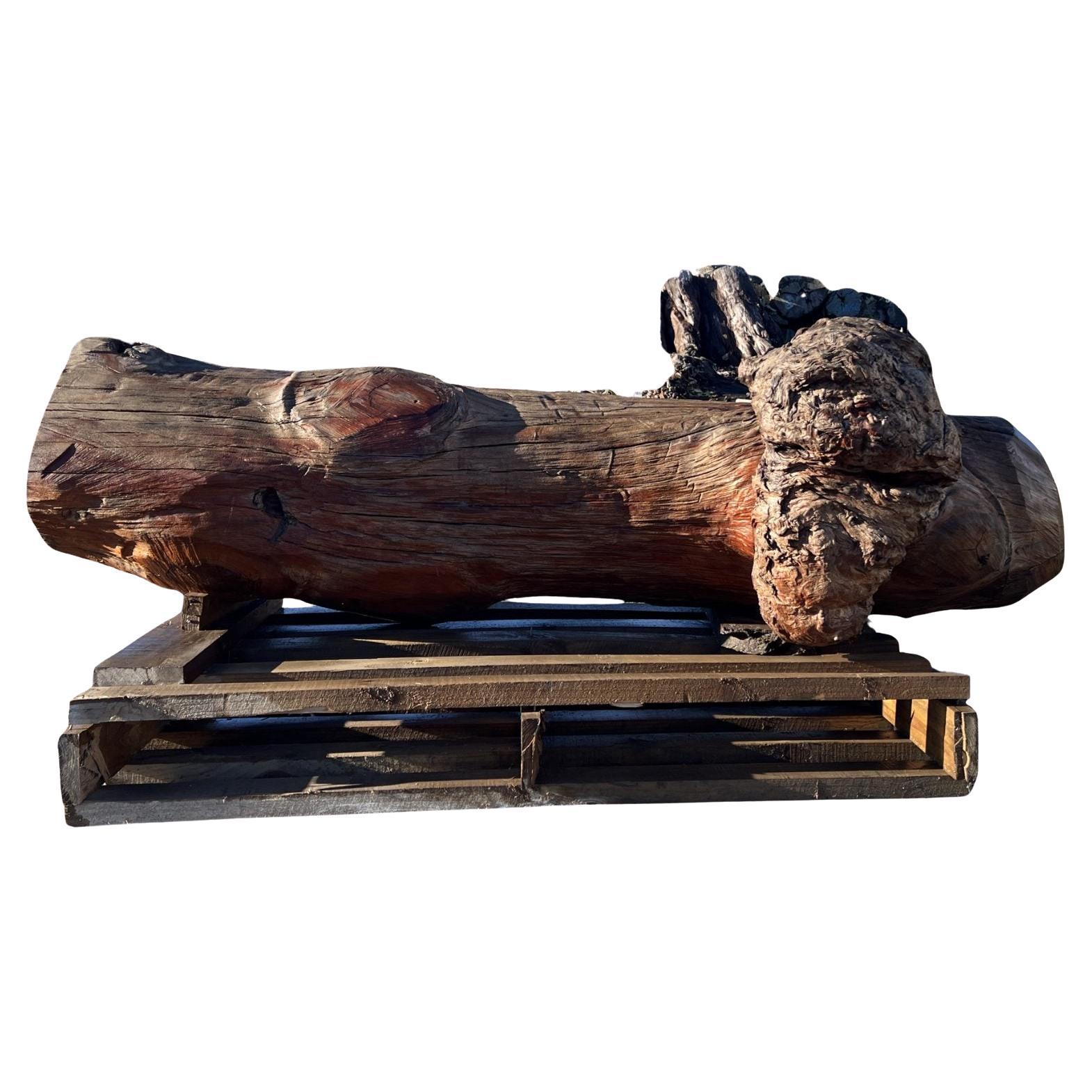 AK250005 Ancient Swamp Kauri Stump For Sale