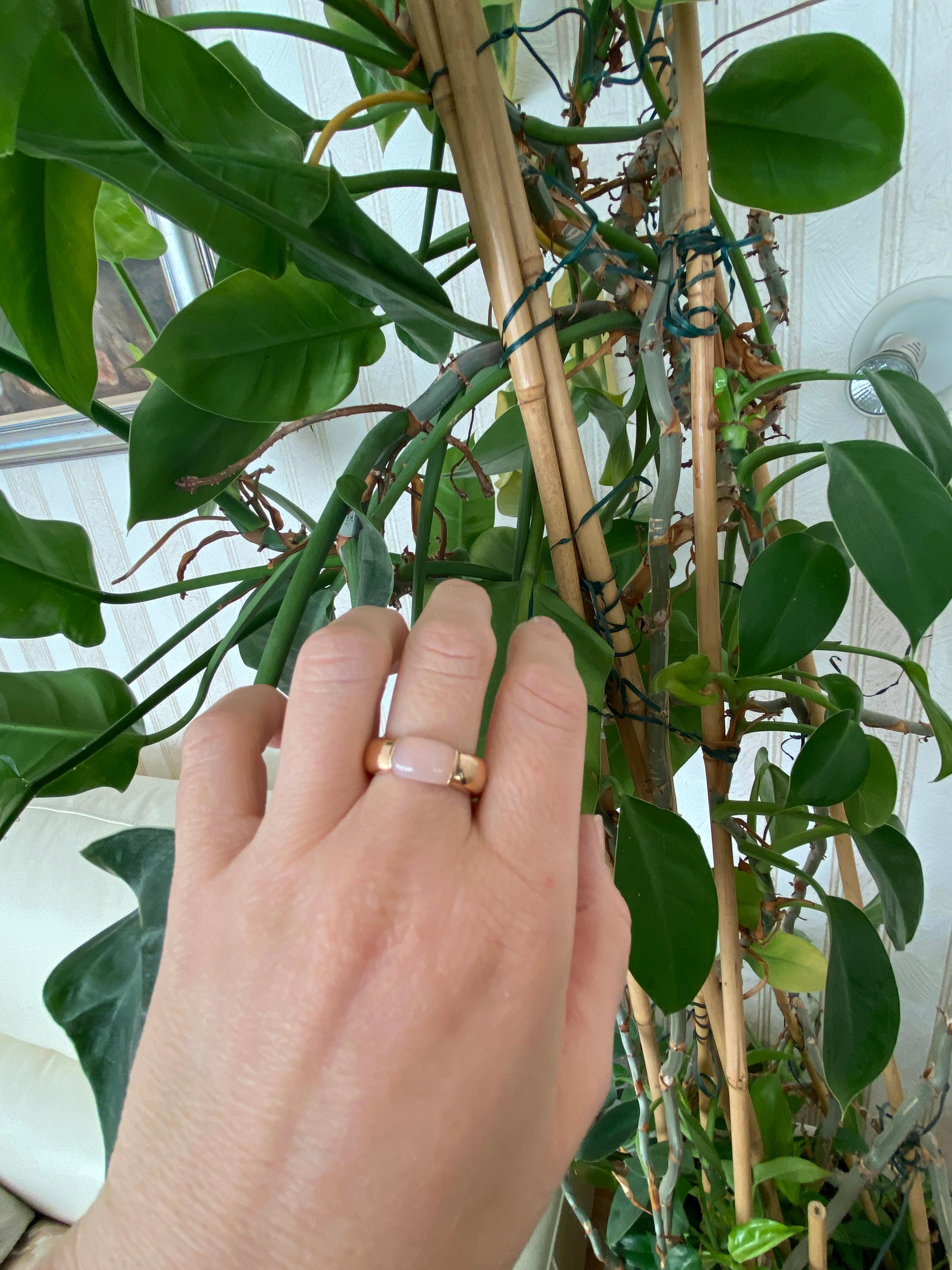 Al Coro La Piazza chalcedony in 18k rose gold ring For Sale 2