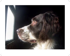 ""La Chasse Imaginaire Spaniel Romantische Hundefotografie mit Plexiglasrahmen