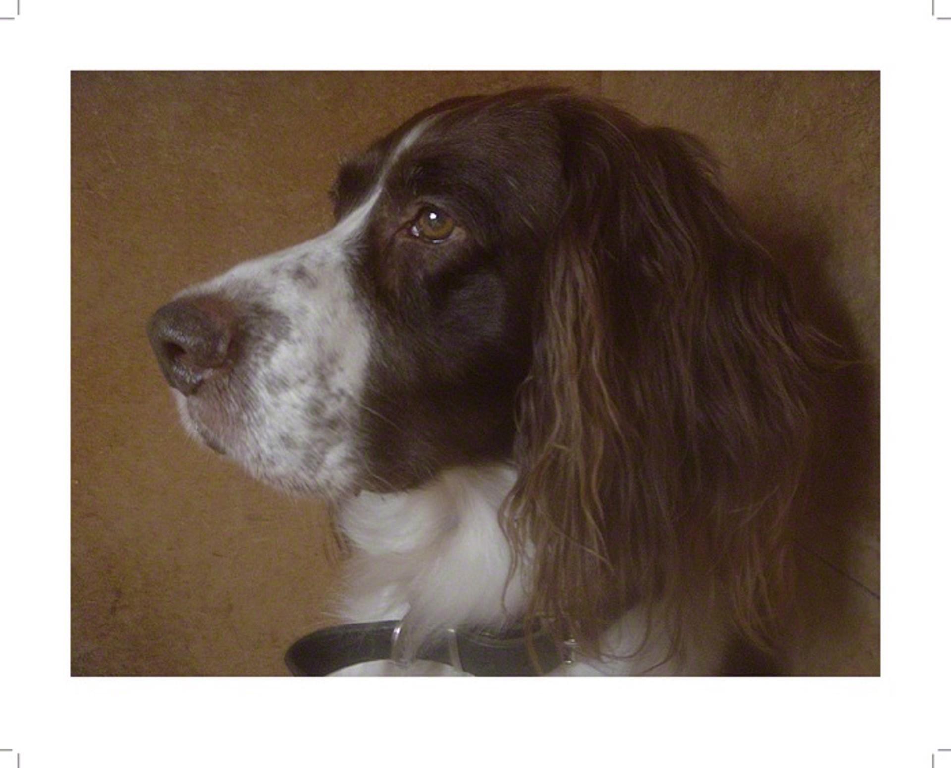 „“Major“, Spaniel Romantische Hundefarbenfotografie mit abgeschrägtem Plexiglasrahmen