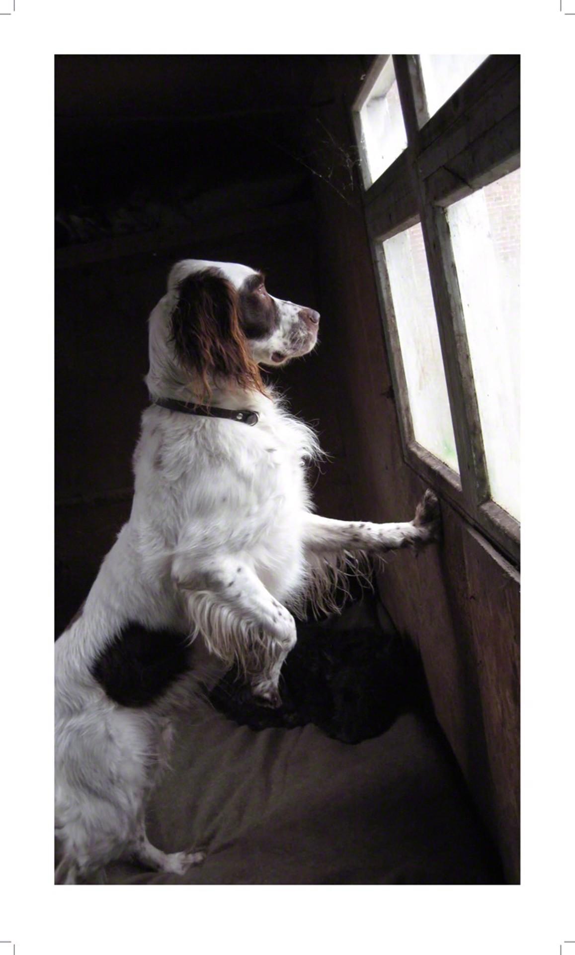 Portrait Photograph de Alain Edouard Foussier - "Phalco en la Gran Ventana"  Fotografía romántica de perro en color con marco de plexiglás