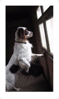 ""Phalco im großen Fenster"  Romantische romantische Hundefarbenfotografie mit Plexiglasrahmen