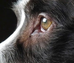 "Phalco's Look” Spaniel, Romantic Dog Photograph with beveled plexiglass frame