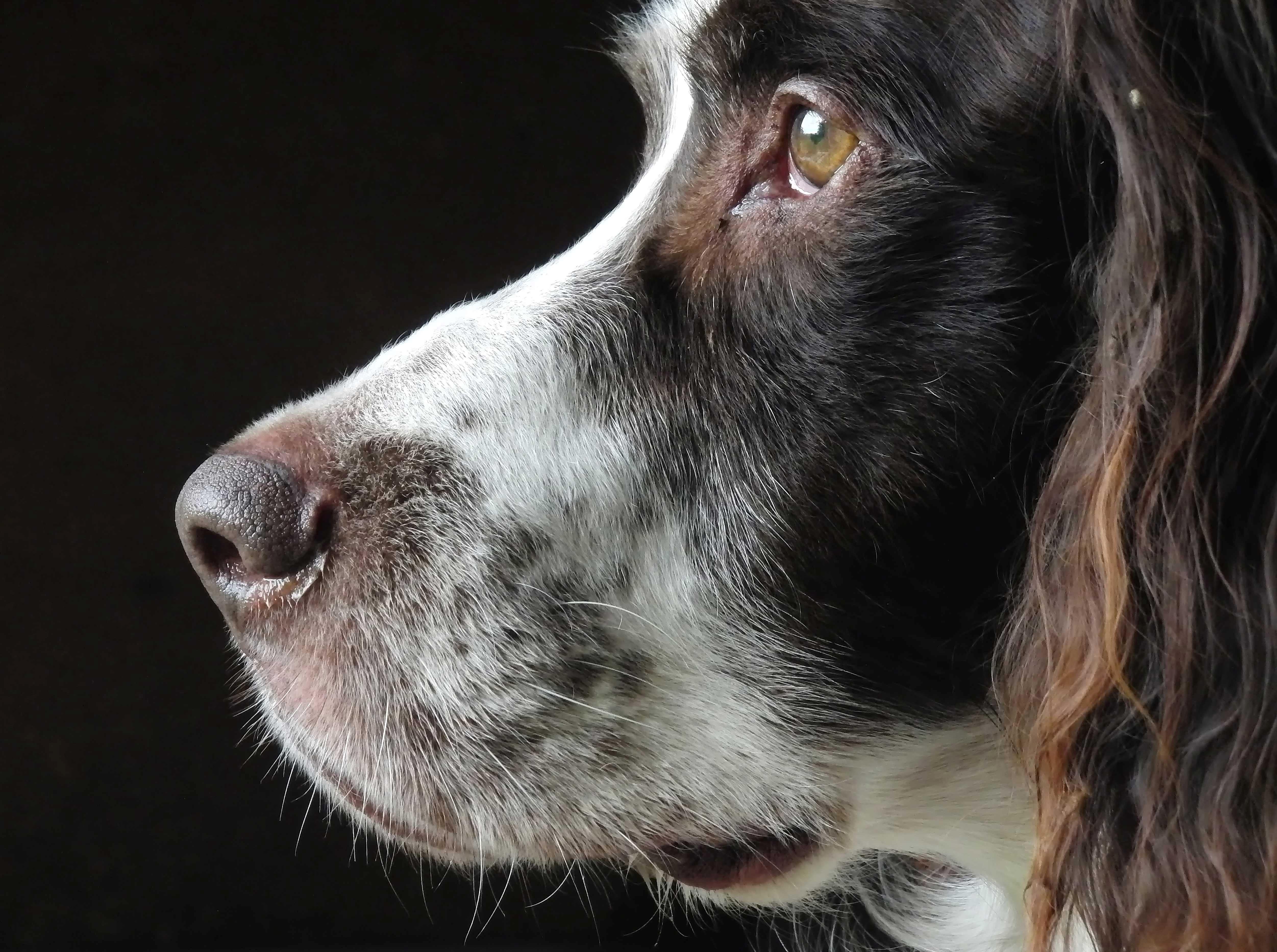 ""Phalco's Look Spaniel, Photographie de chien romantique avec cadre en plexiglas biseauté