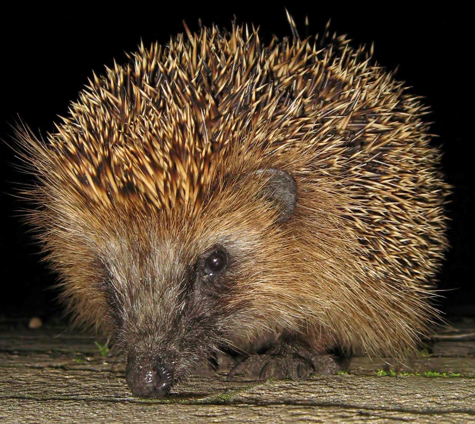 « Halo's Obsession », photographie d'un Hedgehog d'épagneul dans un cadre en plexiglas biseauté - Photograph de Alain Edouard Foussier