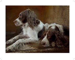 "Resting" Spaniels, Romantic Dog Color Photograph with  plexiglass frame 