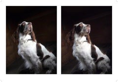 "Tweeluik", Two Spaniel Poses in Romantic Dog Photograph with plexiglass frame
