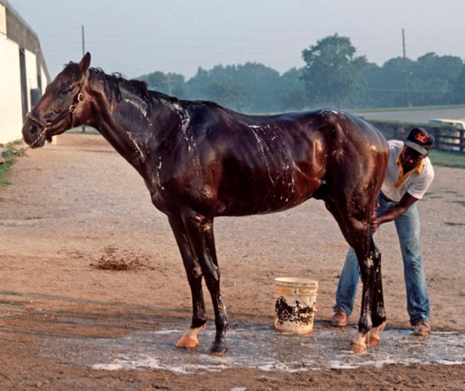Alain Le Garsmeur Color Photograph - 'Horse Bath' 1984 Limited Edition Archival Pigment Print 