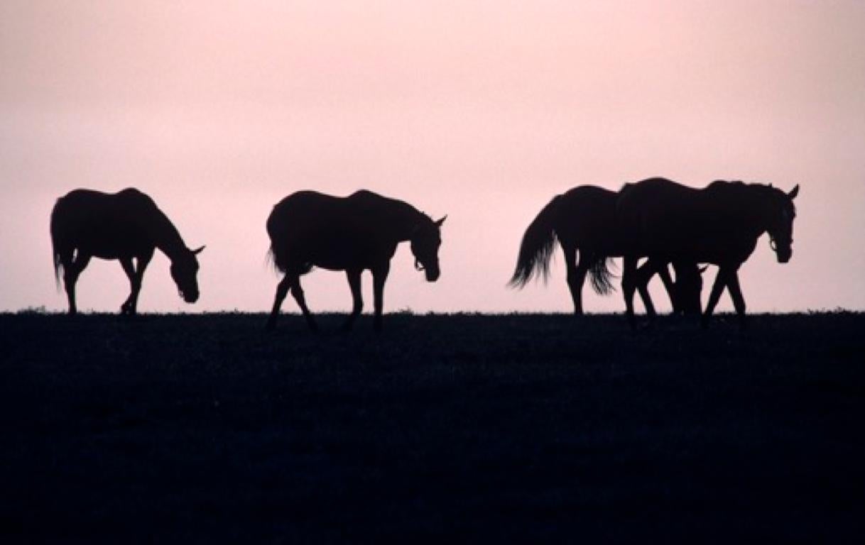 Alain Le Garsmeur Figurative Photograph – „Horse Silhouette“ 1984 Limitierte Auflage Archivalischer Pigmentdruck 