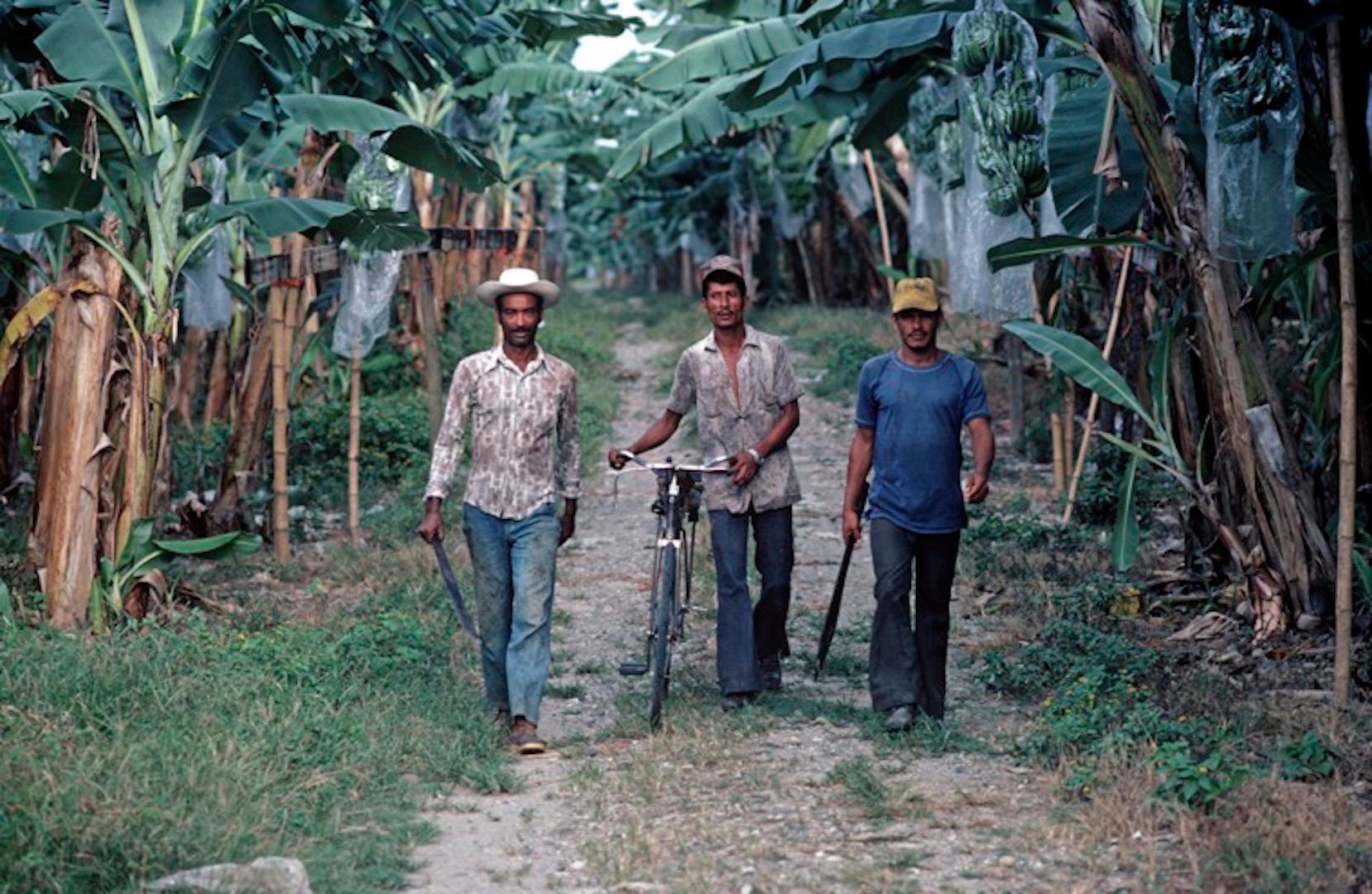 Alain Le Garsmeur Figurative Photograph - 'Banana Plantation' 1981 Limited Edition Archival Pigment Print 