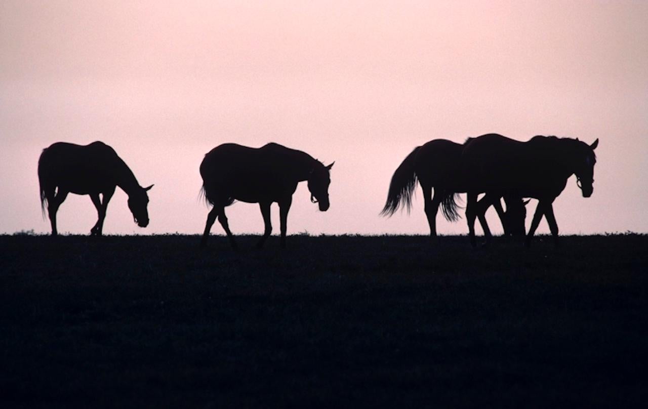 Equestrian Silhouettes by Alain Le Garsmeur
Silhouette of horses in the evening on a horse farm in Bluegrass Country, Lexington, Kentucky, USA 1984.

Paper size 30 x 40 inches / 76 x 101 cm  
Printed in 2023 
Archival Pigment Print 
Signed and