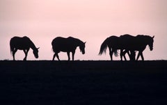 Silhouette eines Pferdes von Alain Le Garsmeur