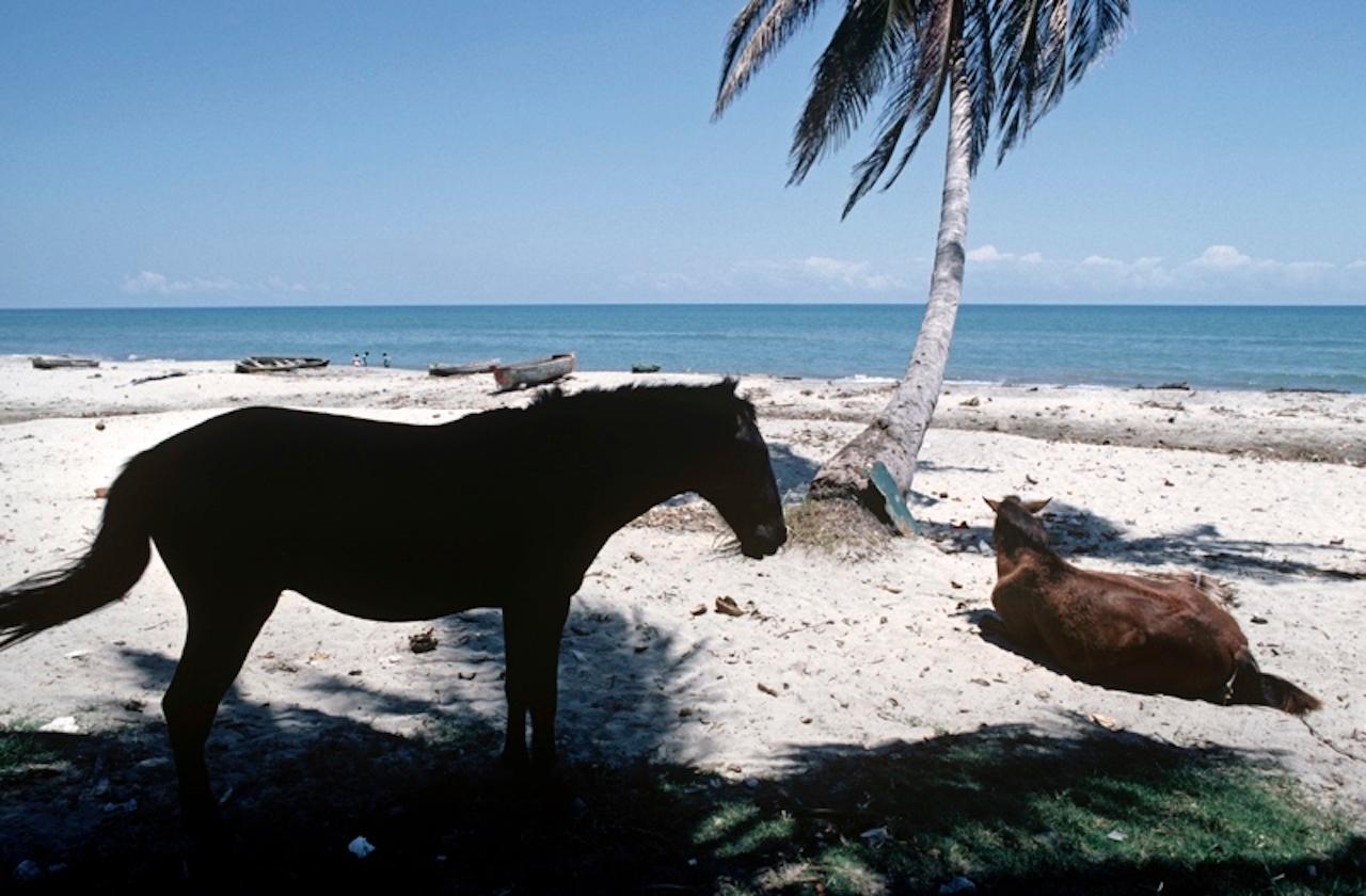 Moskito-Küste von Alain Le Garsmeur
Pferde ruhen sich an einem Strand in Mosquito Coast, Honduras, Mittelamerika, 1981, aus. 

Papierformat 20 x 24 Zoll / 50 x 60 cm
Gedruckt im Jahr 2022 - hergestellt von der Originalfolie
Archival Pigment Print