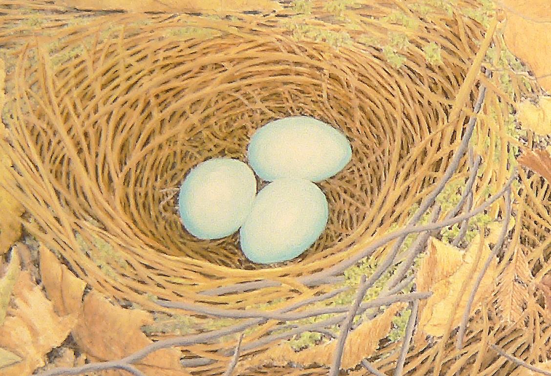 Zorzal ermitaño, pintura impresionista al natural en caseína de huevos en nido de pájaro - Painting de Alan Bray
