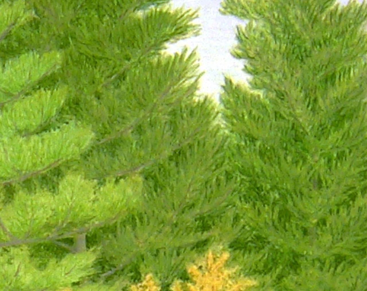 Alerce, Árboles Dorados Reflejados en el Lago con Bosque de Pinos a la Luz del Otoño 2